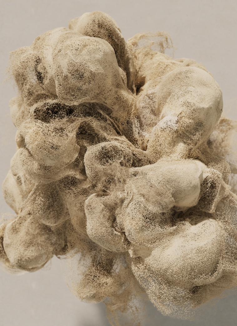 Rich, textured plant seed pod with intricate surface details and neutral beige tones.