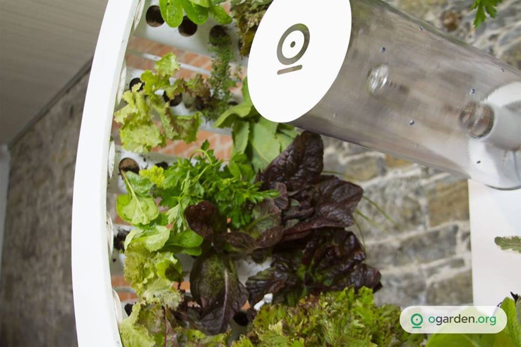 OGarden: Growing Vegetables At Home