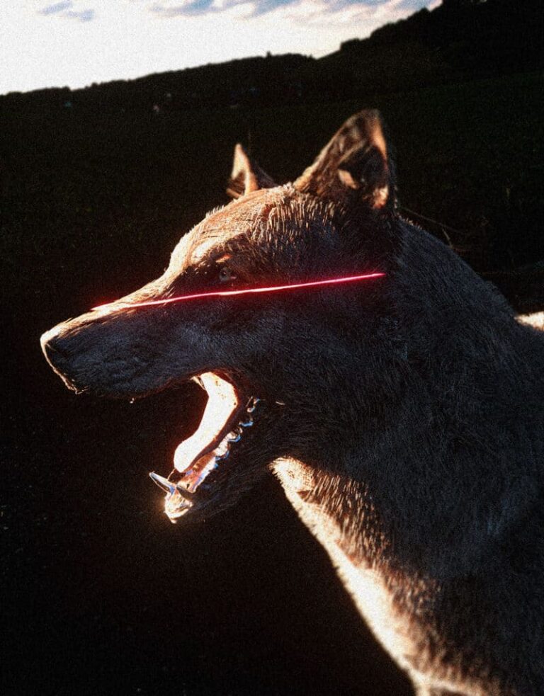 Interview with Andrei Warren Laser-eyed black wolf in a dramatic and stylish image, showcasing dark art and creative photography.