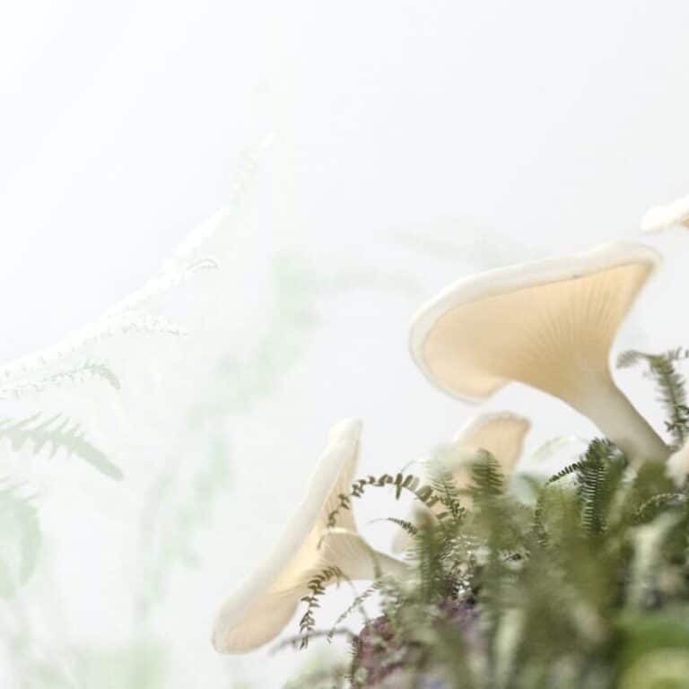 Field Systems MADE WITH NATURE X Adidas STAN SMITH MYLO