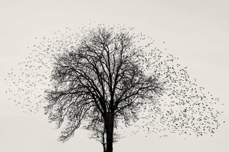 Black Sun Created By Soren Solkaer Inking Starling Murmurations In Print Soren Solkaer