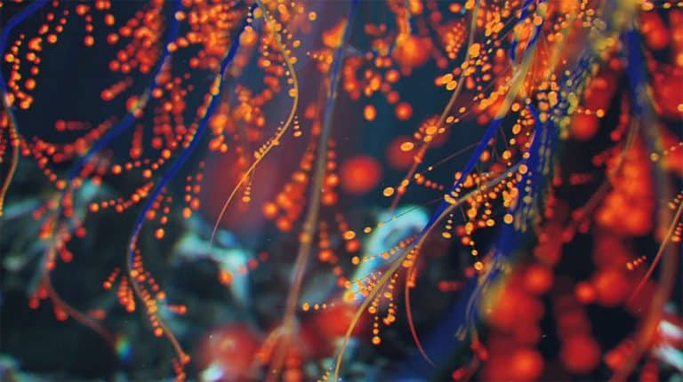 Ian Frederick Explores the Fascinating World of Cell Division in "Mitosis" Ian Frederick Mitosis Short Film