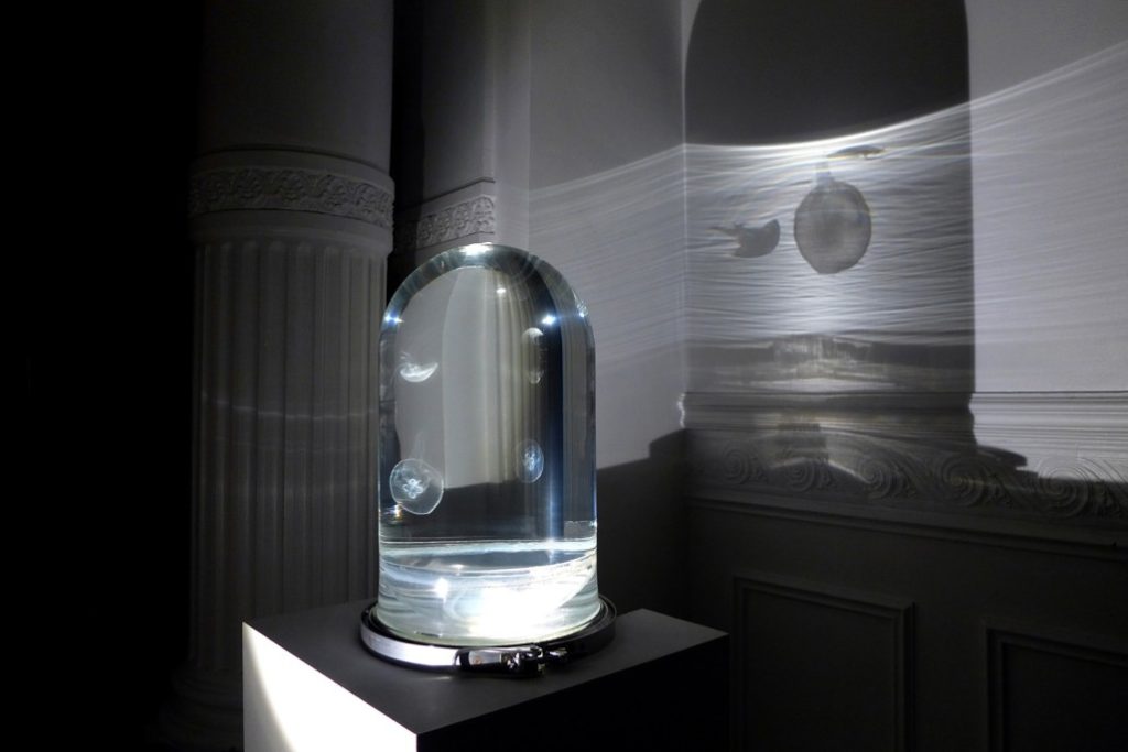 Darwin Aquarium Displays Poetic Beauty Of Jellyfish