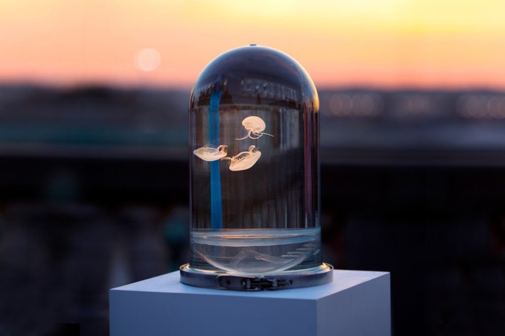 Darwin Aquarium Displays Poetic Beauty Of Jellyfish
