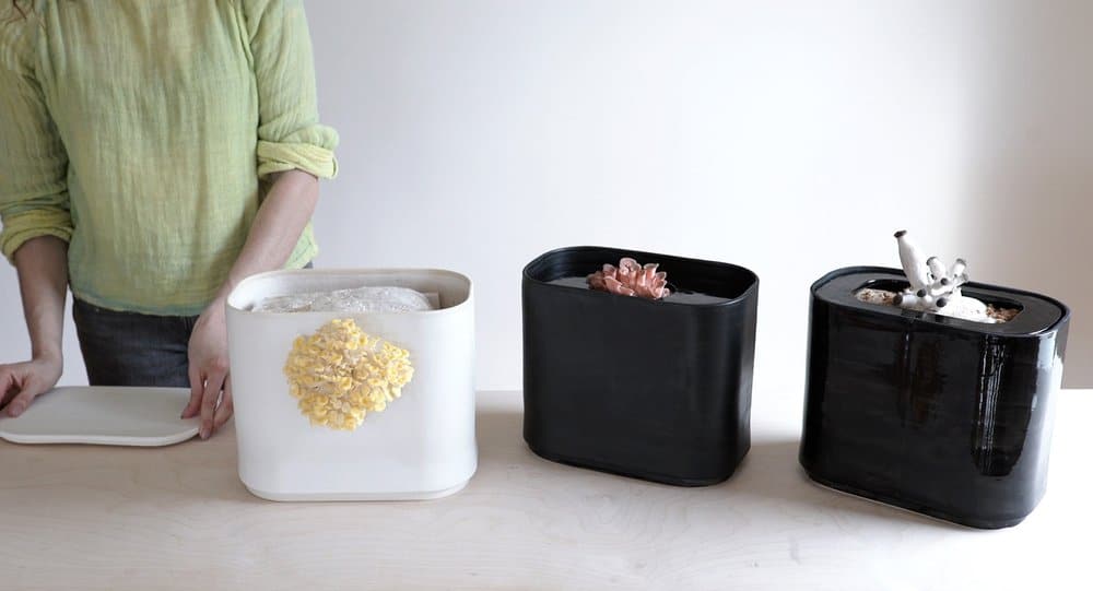 Gus: A Stylish and Functional Mushroom Growing Solution by Good Growing