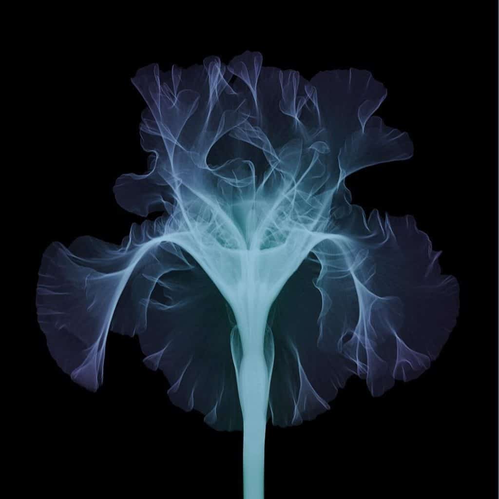 Interview With Nick Veasey