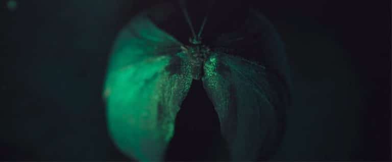 "All Rise" By Brian Williams Focuses On The Local Communities Vibrant green butterfly wing with iridescent details in low light.