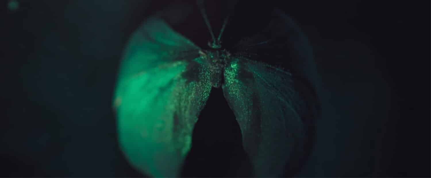 Vibrant green butterfly wing with iridescent details in low light.