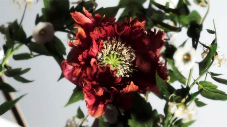M – Morris Highlights The Quality Of Manual Creation Vibrant red peony flower with intricate petals and lush green foliage, close-up botanical image.