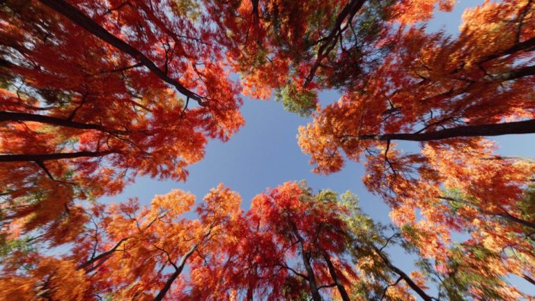The Magnificence of "SOOREAL" a CGI film by Pulla Studio Vibrant autumn foliage from below, showcasing colorful red, orange, and yellow leaves against a clear blue sky.