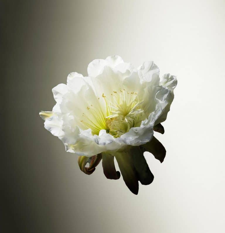 Delicate white flower with frilled petals and pale greenish-yellow center against a soft gradient background.