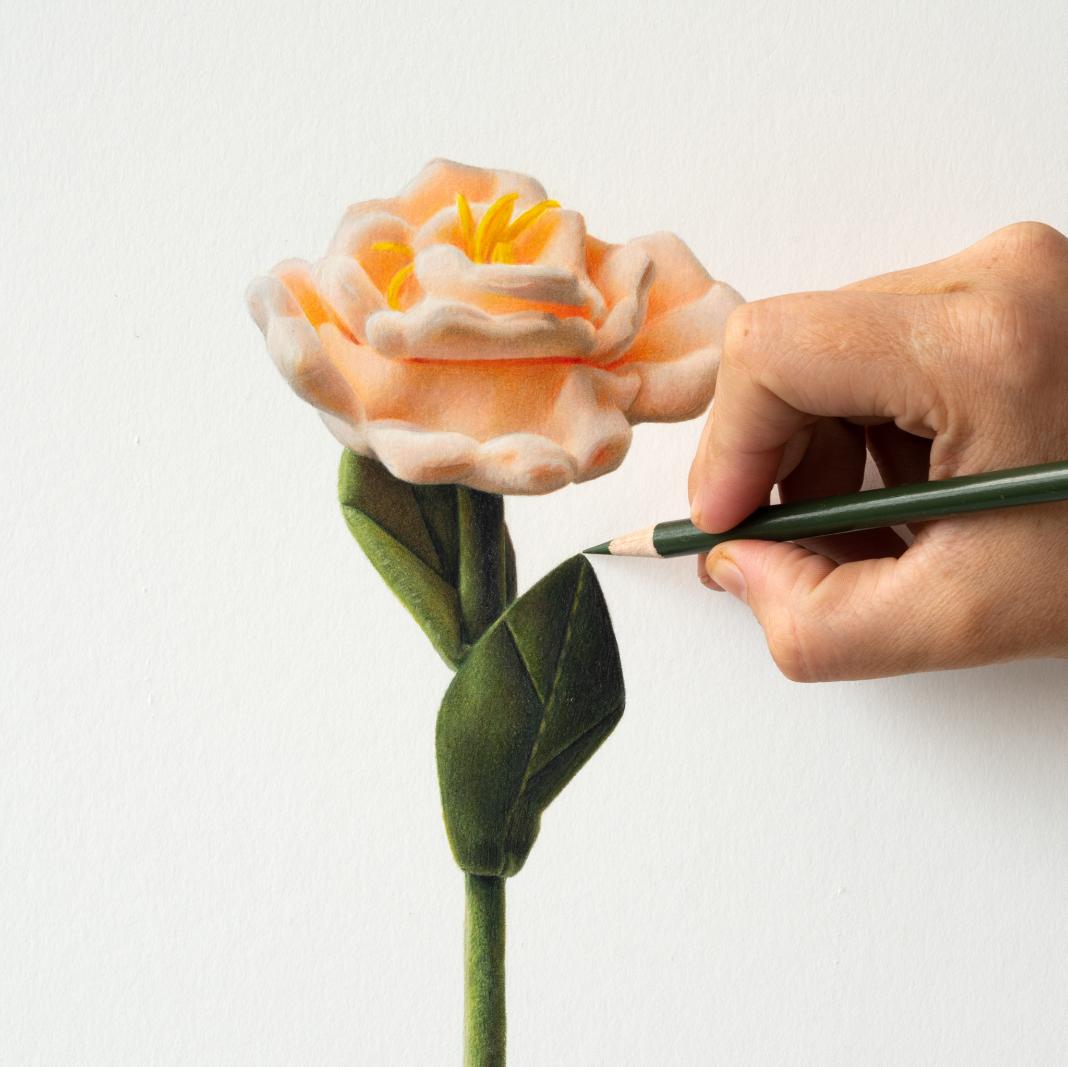 Soft pink watercolor flower art with green stem and leaves, hand painting detail with pencil.