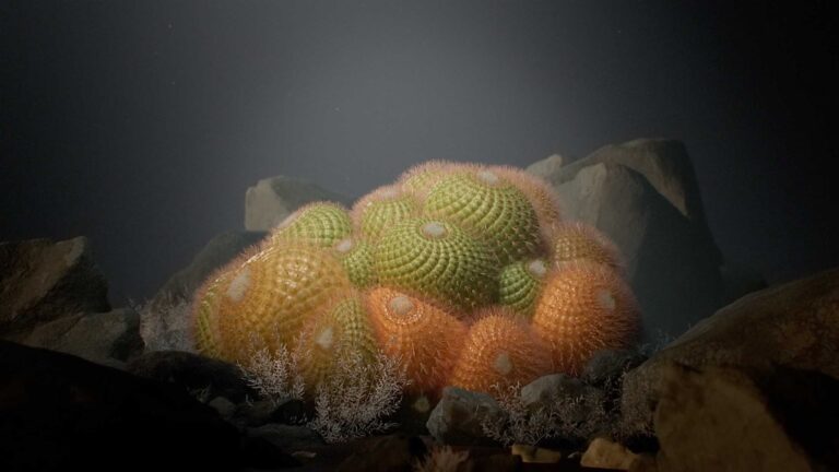 "Odd" by Hiroshi Takagishi a unique exploration of nature through media art Colorful round cacti clustered among rocks in desert landscape at night.