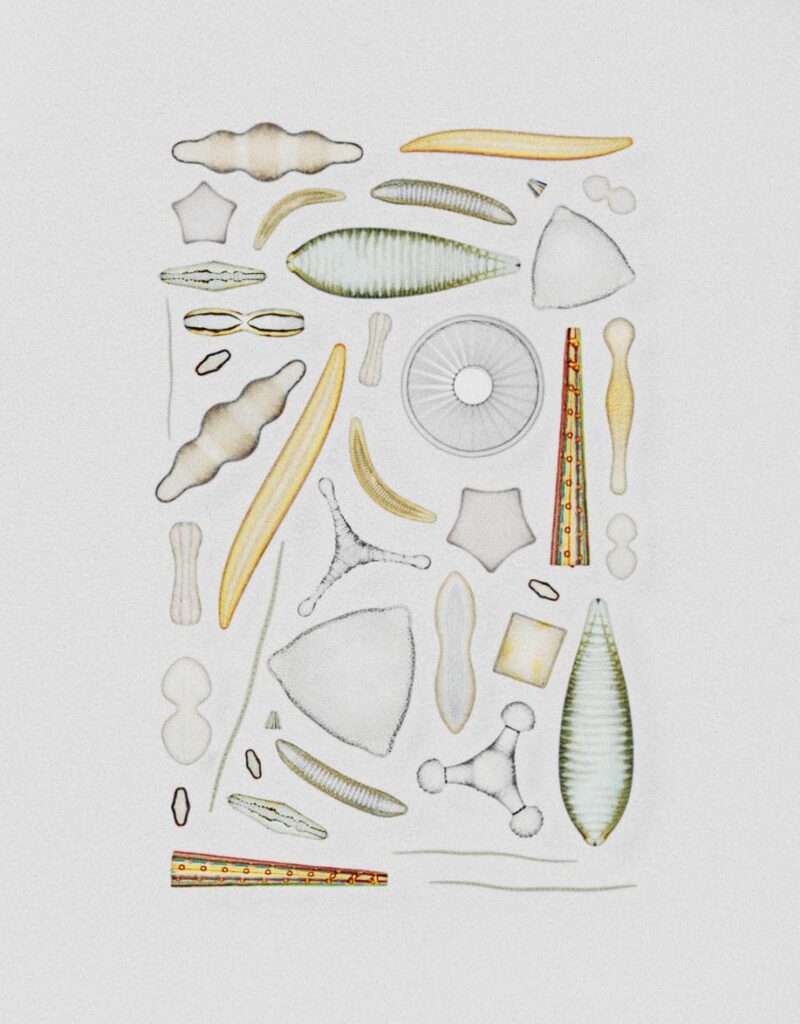 Diatoms Optical Arts Visual Atelier 8 Art 10