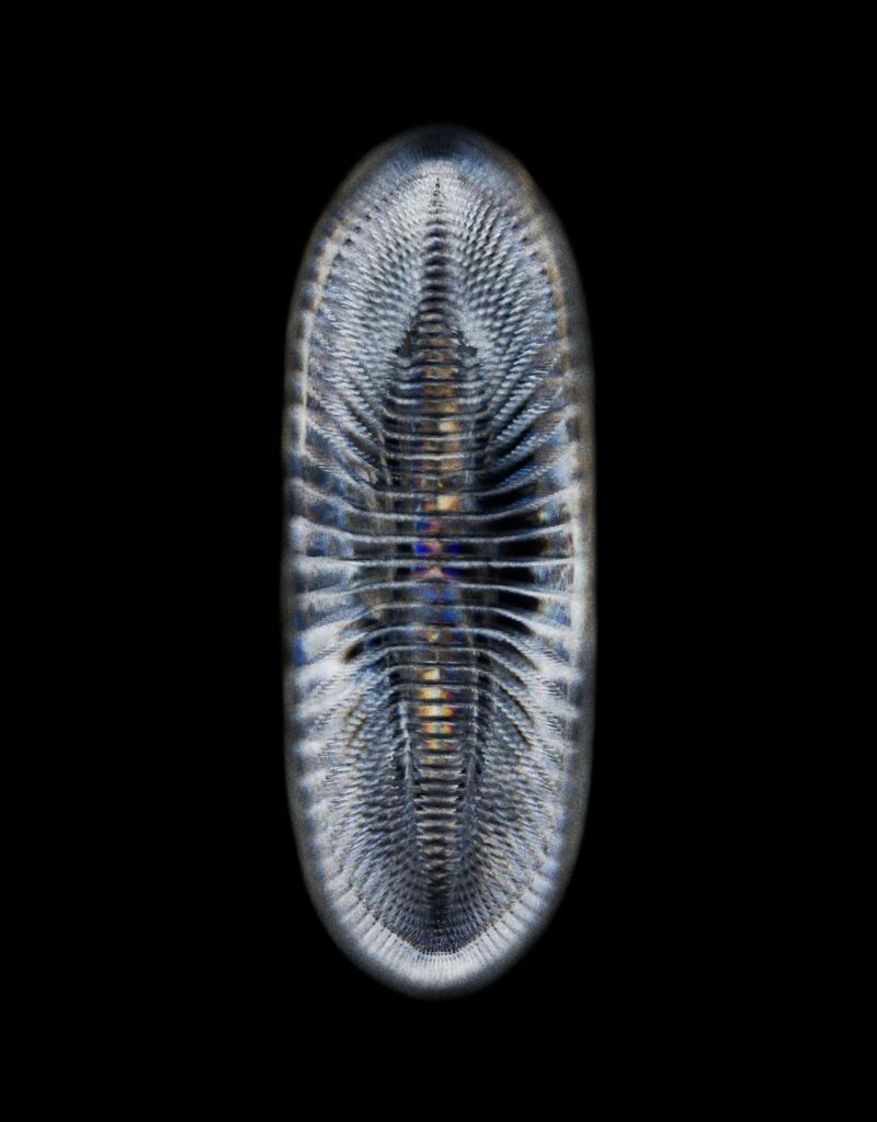 Diatoms Optical Arts Visual Atelier 8 Art 4