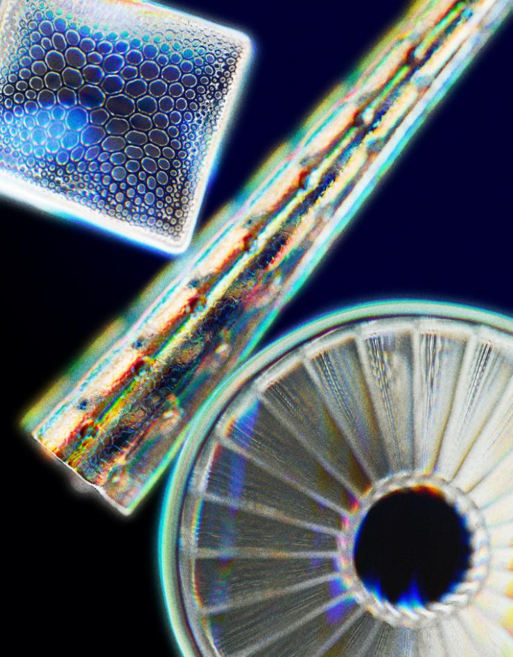 'Diatoms' by Optical Arts: A mesmerizing film honoring Klaus Kemp microscopic world