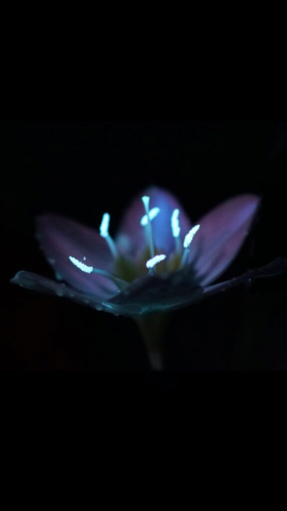 GLOWING GARDEN: Studio Roosegaarde's luminous tribute to nature's hidden beauty