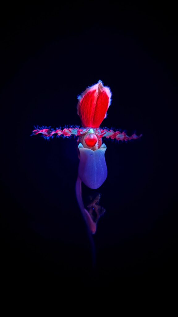 GLOWING GARDEN: Studio Roosegaarde's luminous tribute to nature's hidden beauty