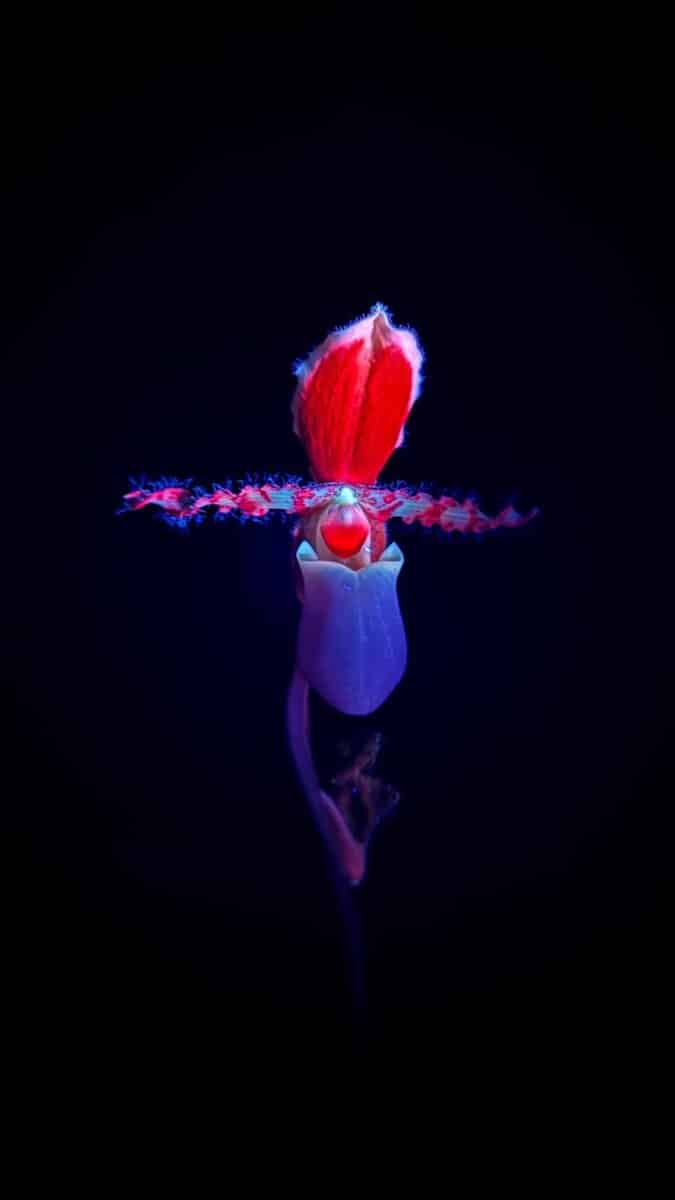 GLOWING GARDEN: Studio Roosegaarde's luminous tribute to nature's hidden beauty Red and purple orchid under black background with vibrant neon lighting.