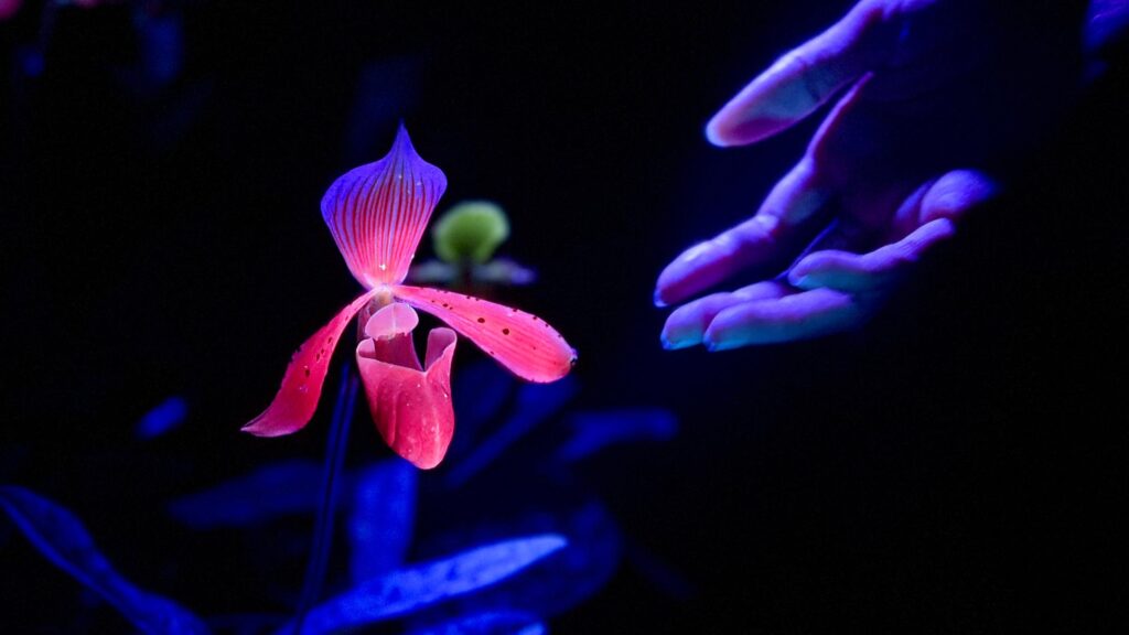 GLOWING GARDEN: Studio Roosegaarde's luminous tribute to nature's hidden beauty