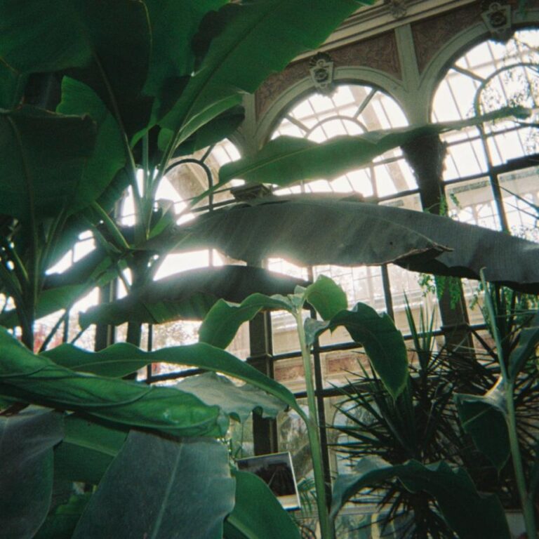 dublon: Nectar Lush green tropical plants inside greenhouse with large glass windows and decorative architecture.
