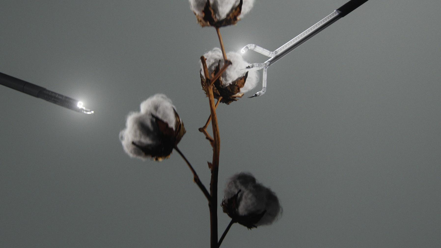 Fuzzy cotton boll on dry plant with robotic surgical tools examining it against gray background.