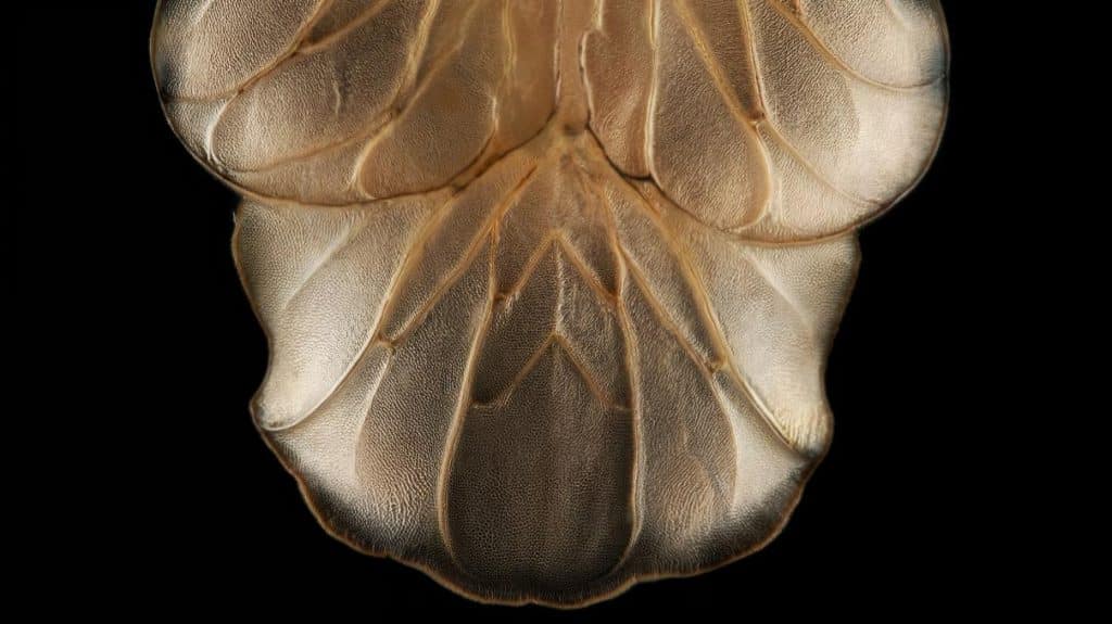 Close-up digital texture resembling microscopic organic surfaces