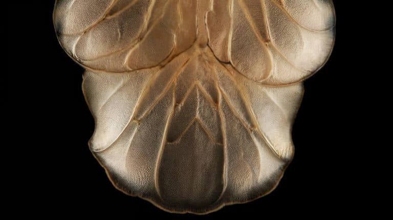 Cicada by Taroug and Marie Brosius pulse with kinetic digital energy Close-up digital texture resembling microscopic organic surfaces