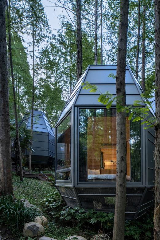 Elevated Pinecone Cabin among tall metasequoia trees