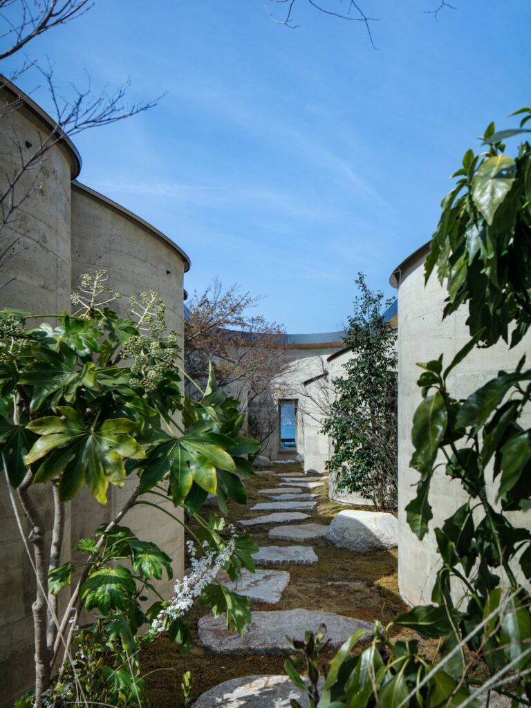 Restored hillside planting with olive trees, grasses, and native vegetation