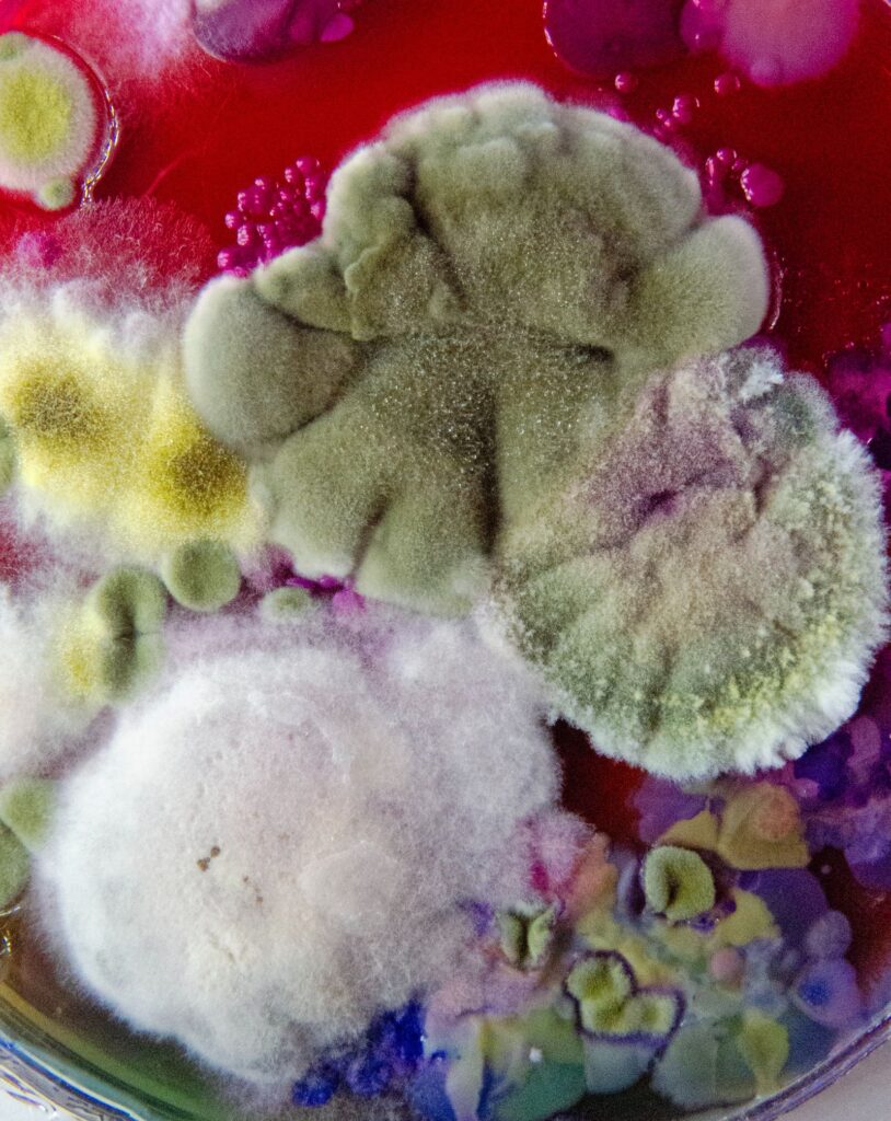 Interview with Dasha Plesen on Bio Art and Creative Freedom -