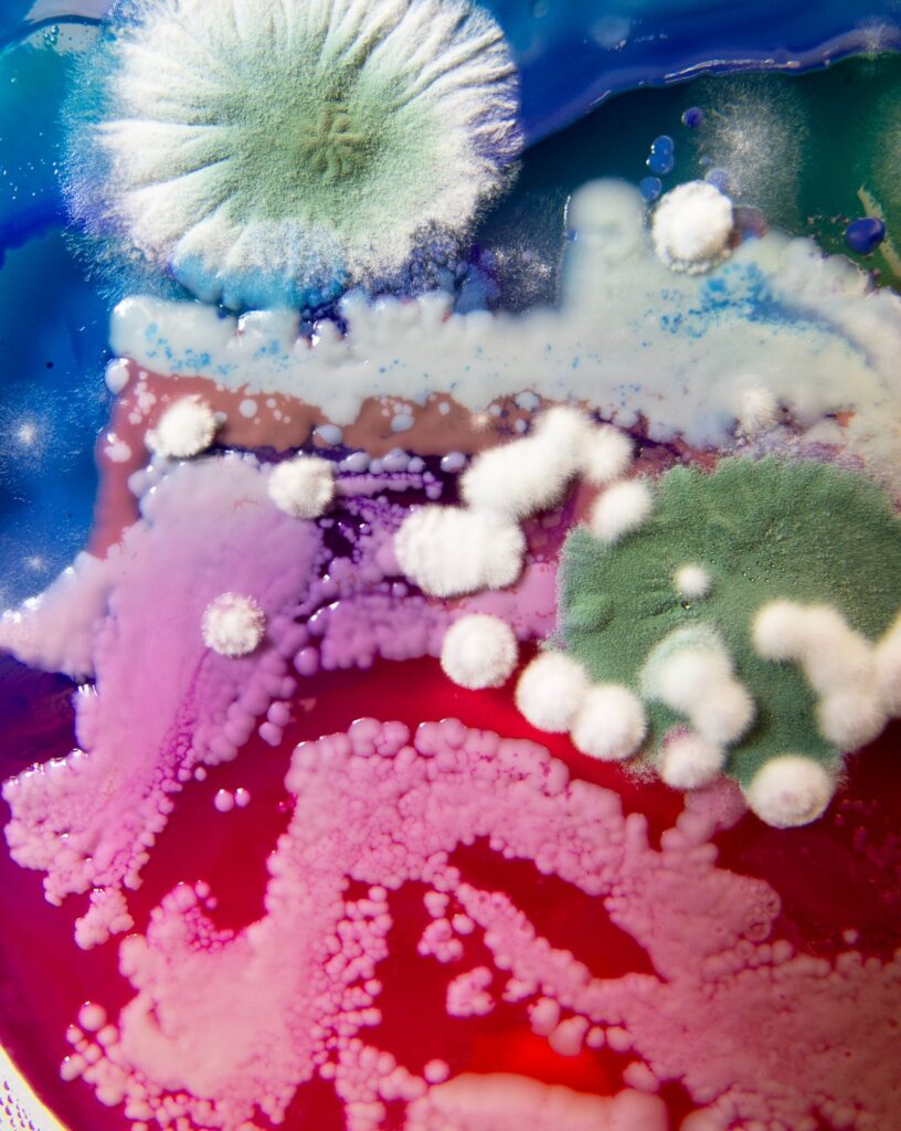 Interview with Dasha Plesen on Bio Art and Creative Freedom -