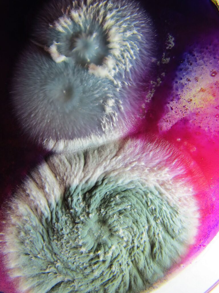 Interview with Dasha Plesen on Bio Art and Creative Freedom -